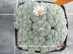 Lophophora_williamsii_caespitosa_1572-2