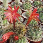 Loxanthocereus sextonianus