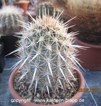 Machaerocereus eruca 4003