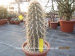 Stenocactus (Machaerocereus) eruca   1650