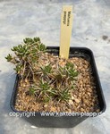 Maihuenia poeppigii