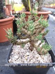Maihuenia spec. Busek
