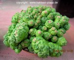 Mammillaria bocasana monstrosa "Fred" 005