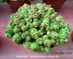 Mammillaria bocasana monstrosa "Fred" 009