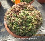 Mammillaria bocasana monstrosa "Fred" 4532
