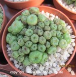 Mammillaria bocasana monstrosa "Fred"