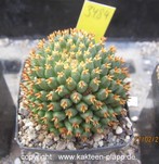 Mammillaria camptotricha cv. BRU forma brevispina 3484