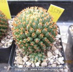 Mammillaria camptotricha cv. BRU forma brevispina 3594