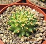 Mammillaria camptotricha cv. BRU forma brevispina