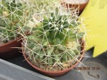 Mammillaria camptotricha variegata Typ1