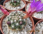 Mammillaria deherdtiana