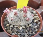Mammillaria hermosana VZD 1181 4026