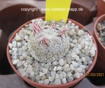 Mammillaria hermosana VZD 1181 4027