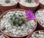 Mammillaria hernandezii