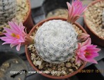 Mammillaria herrerae