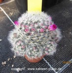 Mammillaria laui dasyacantha cluster 4030