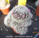 Mammillaria laui dasyacantha cluster 4031