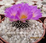 Mammillaria luethyi Single head