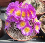 Mammillaria luethyii cluster  3335