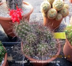 Mammillaria maritima (Cochemia) cluster 3028
