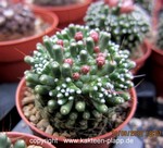 Mammillaria paintneri monstrosa