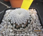 Mammillaria pectinifera 4015