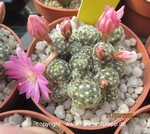 Mammillaria saboae cluster L 783