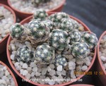 Mammillaria saboae ssp. haudeana, Yecora, Son