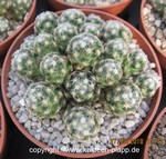 Mammillaria saboe fa.haudeana24