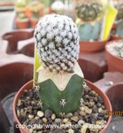 Mammillaria sanchez-mejoradae 4024