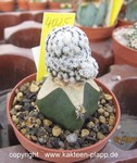 Mammillaria sanchez-mejoradae 4025
