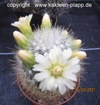 Mammillaria senilis albiflorus (Mammillopsis) 4012