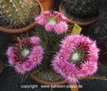 Mammillaria spinosissima "un pico Tenerosa" cluster 6065