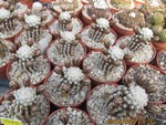 Mammillaria theresae