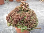 Mammillaria_bocosana_monstrosa_1063-2