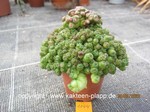 Mammillaria_bocosana_monstrosa_1064-1