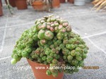 Mammillaria_bocosana_monstrosa_1064-2