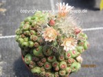 Mammillaria bocasana monstrosa 1438