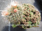 Mammillaria bocasana monstrosa 1592