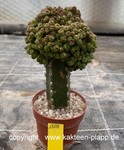 Mammillaria bocasana monstrosa "Tree" 1800