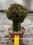 Mammillaria bocasana monstrosa "Tree" 1802