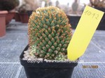 Mammillaria_camptotricha_BRU_1092-1
