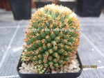Mammillaria_camptotricha_BRU_1092-2