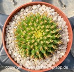 Mammillaria_camptotricha_cv_BRU-klein-2
