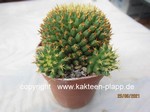 Mammillaria camptotricha cv. BRU forma brevispina cluster