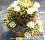 Mammillaria camptotricha cv. BRU forma brevispina cluster 3343