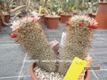 Mammillaria estebanensis 1614