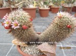 Mammillaria_estebanensis_1614-2