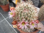 Mammillaria_estebanensis_1614-3