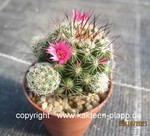 Mammillaria_gracilis_Antje-2